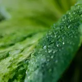 Gocce d'acqua su una foglia verde, un dettaglio che suggerisce come aumentare l'umidità per le piante.