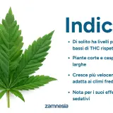 Foglia di canapa indiana, nota per i suoi effetti rilassanti e sedativi, con caratteristiche di crescita e composizione chimica.
