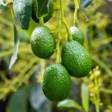 Frutti verdi e rugosi di avocado pendono da un ramo. La pianta di avocado è rigogliosa, con foglie e fiori sullo sfondo sfocato.