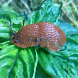 Lumaca marrone su foglie verdi. Un rimedio naturale per allontanare le lumache è il bicarbonato.