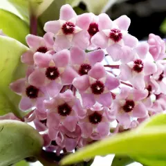 Grappolo di fiori rosa a forma di stella di Hoya carnosa, con un centro scuro. Le foglie verdi e carnose circondano i fiori.
