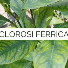 Foglie di piante con clorosi ferrica, un segno di carenza di ferro che ingiallisce le nervature.