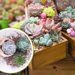 Mani che piantano succulente, tra cui una splendida erba grassa, in vasi di legno pieni di piante colorate e decorative.