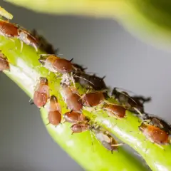 Un gruppo di afidi marroni e alcuni acari neri visibili si nutrono su un gambo verde.