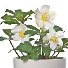 Un elleboro in vaso, con fiori bianchi e stami gialli, pronto per abbellire un terrazzo.