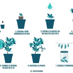Guida alla coltivazione: germinazione, crescita con luce 18/6, nutrimento, cambio luce 12/12, raccolta, essiccazione e conservazione. Un sinotimer manual italiano per ogni fase.