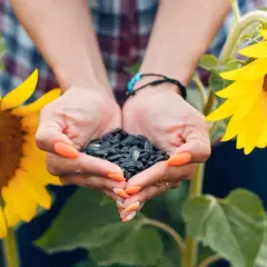 Mani che raccolgono semi di girasole, con due grandi fiori gialli sullo sfondo.