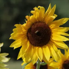 Un'ape lavora su un girasole giallo brillante, un momento perfetto quando si raccolgono i girasoli.