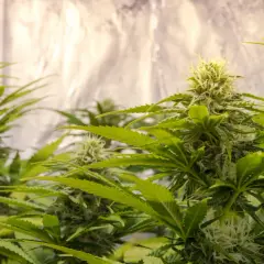 Piante di cannabis in fase di fioritura, con cime dense e tricomi visibili, in un allestimento grow box con pareti riflettenti.