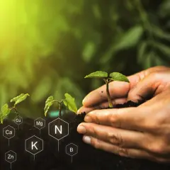 Mani che piantano giovani piantine, circondate da simboli di macroelementi e microelementi essenziali per la crescita.