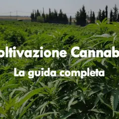 Campo rigoglioso di piante di cannabis, ideale per la coltivazione autofiorenti outdoor. Guida completa alla coltivazione.