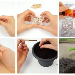 Collage showing steps of germinating seeds: cutting, soaking, spraying, handling sprouts, planting, and a young seedling.