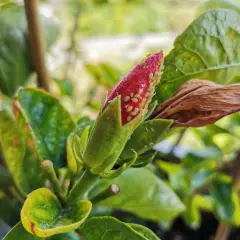 Un bocciolo di ibisco infestato da pidocchi. Si cercano rimedi naturali per salvare la pianta.