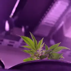 Giovane pianta di cannabis sotto luci viola, pronta per quando mandare in fioritura indoor.