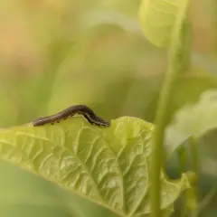 Bruco su foglia verde, un esempio di come eliminare i vermi dalle piante.