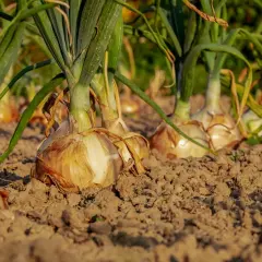 Cipolle di Tropea in piena coltivazione, con le loro tuniche dorate che emergono dal terreno fertile.