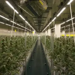 Vasta serra con file ordinate di piante di cannabis sotto luci LED. Lo spettro luce LED favorisce la crescita ottimale.