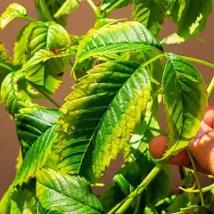 Foglie di pianta ingiallite e con macchie marroni, sintomo di un possibile eccesso di magnesio nelle piante.