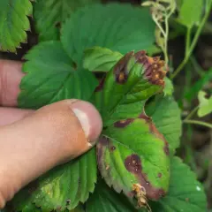 Foglia di fragola con macchie marroni e bordi secchi, sintomo di botrite. La cannabis può soffrire di problemi simili.