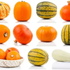 Una collezione di zucche, tra cui una **zucca arancione tonda** perfetta per Halloween, e altre varietà striate e bianche.