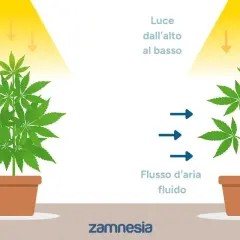 Confronto tra defogliazione autofiorenti: pianta folta con luce bloccata in alto e flusso d'aria limitato, contro pianta più snella con luce penetrante e aria fluida.