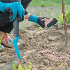 Mani guantate spargono concime a lento rilascio attorno a un giovane alberello.