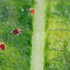 Ecco cosa sono i ragnetti rossi: minuscoli acari rossi che si muovono su una foglia verde, con le loro otto zampe pelose ben visibili.