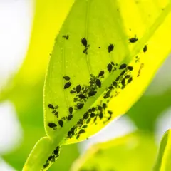 Afidi sul limone: un'infestazione che richiede rimedi. Ecco come eliminarli.