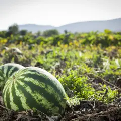 Angurie mature in un campo, con un germoglio di pianta di anguria che spunta tra le foglie secche.