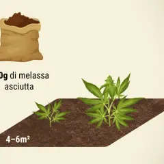 Sacchetto di melassa secca per nutrire la pianta. Due piantine di cannabis crescono in terra, una più piccola e una più grande.