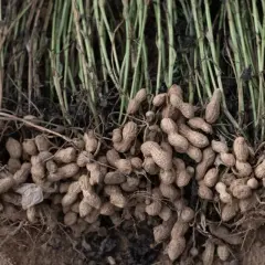 Raccolto di arachidi appena estratte dal terreno, con steli verdi e radici che mostrano i baccelli pronti per essere sgranati. Un momento chiave quando si piantano le arachidi.