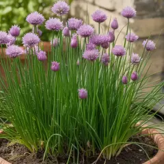 Erba cipollina semina in vaso, con fiori viola a grappolo e foglie verdi. Un tocco di freschezza per la tua cucina.