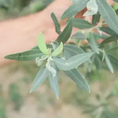 Ramo d'ulivo con foglie colpite dal tripide dell'olivo. Una mano sfocata sullo sfondo.