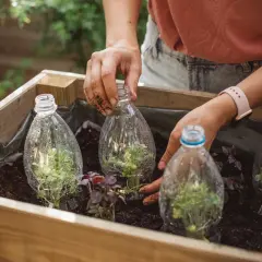 Mani che sistemano piantine sotto una mini serra con bottiglie di plastica riciclate in un orto.