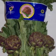 Carciofi romaneschi I.G.P. freschi, pronti per la coltivazione e il consumo.