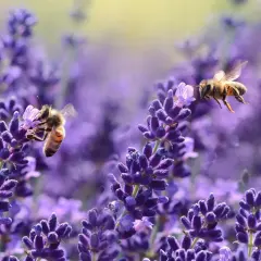 Api operose raccolgono nettare da splendidi fiori di lavanda, un vero banchetto di fiori per api.