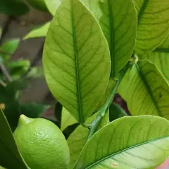 Foglie di limone ingiallite con venature verdi evidenti, possibili sintomi di carenza di rame. Un piccolo limone verde è visibile.