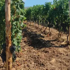 Vigneto con grappoli d'uva matura, terreno lavorato e pali di sostegno. L'acido gibberellico in fertirrigazione favorisce la crescita.