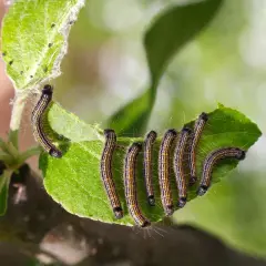 Un gruppo di bruchi striati, forse bruchi del basilico, si muove su una foglia verde.