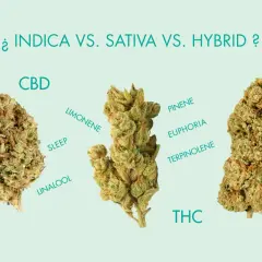 Tre cime di cannabis, con etichette che descrivono gli effetti e i composti, confrontando indica e sativa.