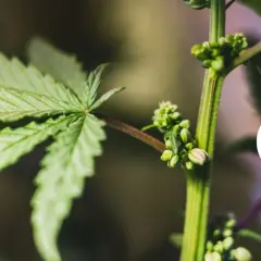 Primo piano di un ramo di cannabis maschio con piccole infiorescenze a grappolo.