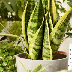 Annaffiando piante verdi con un annaffiatoio. Per sapere ogni quanto innaffiare autofiorenti, osserva il terreno: se è asciutto, è ora di dare acqua.