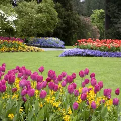 Un prato verde con aiuole di tulipani rosa, gialli, rossi e blu. Si possono lasciare i bulbi di tulipano nel terreno per fioriture future.