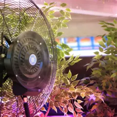 Ventilatore sempre acceso in una grow box, circondato da piante verdi. L'aria circola per garantire la crescita ottimale.