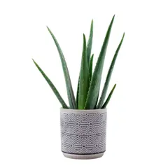 Aloe in vaso con un decoro geometrico bianco e nero. Le foglie verdi e carnose si ergono verso l'alto, pronte a donare i loro benefici.