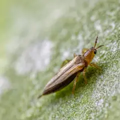 Un tripide su una foglia verde, un insetto che l'olio di neem può aiutare a combattere.