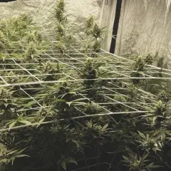 Piante di cannabis in fase di fioritura, con cime rigogliose che si estendono attraverso una rete, applicando il metodo SCROG per una crescita uniforme.