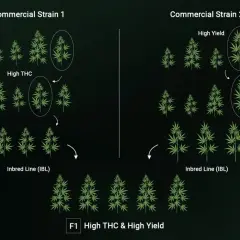 Schema che illustra la creazione di semi ibridi F1 con alto THC e alto rendimento, incrociando linee pure.