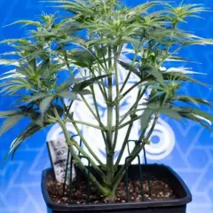 Giovane pianta di cannabis indoor in vaso, con steli verdi e foglie rigogliose, su sfondo blu con logo.