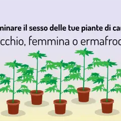 Piante di cannabis in vaso, con testo che spiega come determinare se sono marijuana maschio, femmina o ermafrodite.